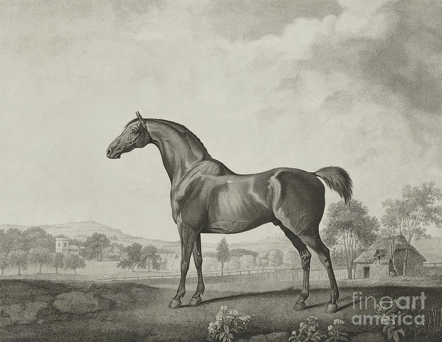 Sweetwilliam Drawing by George Stubbs