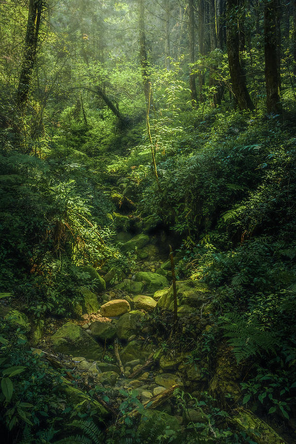Sweltering Forest Photograph by Alexander Kunz