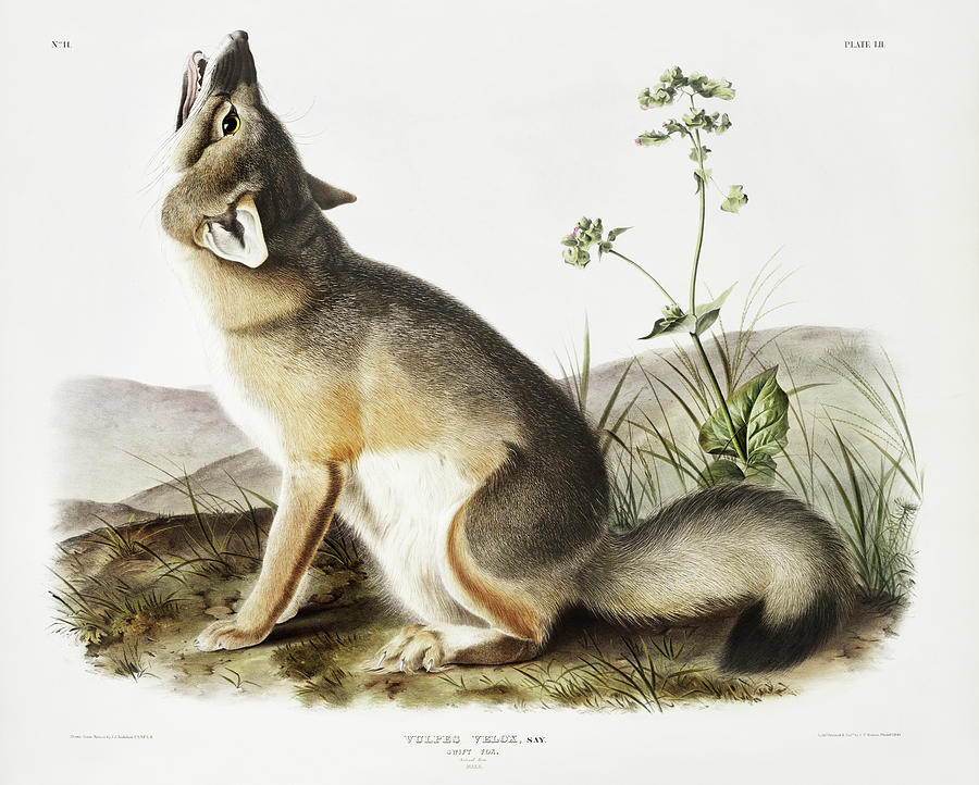 Swift Fox. John Woodhouse Audubon Illustration Mixed Media by World Art Collective
