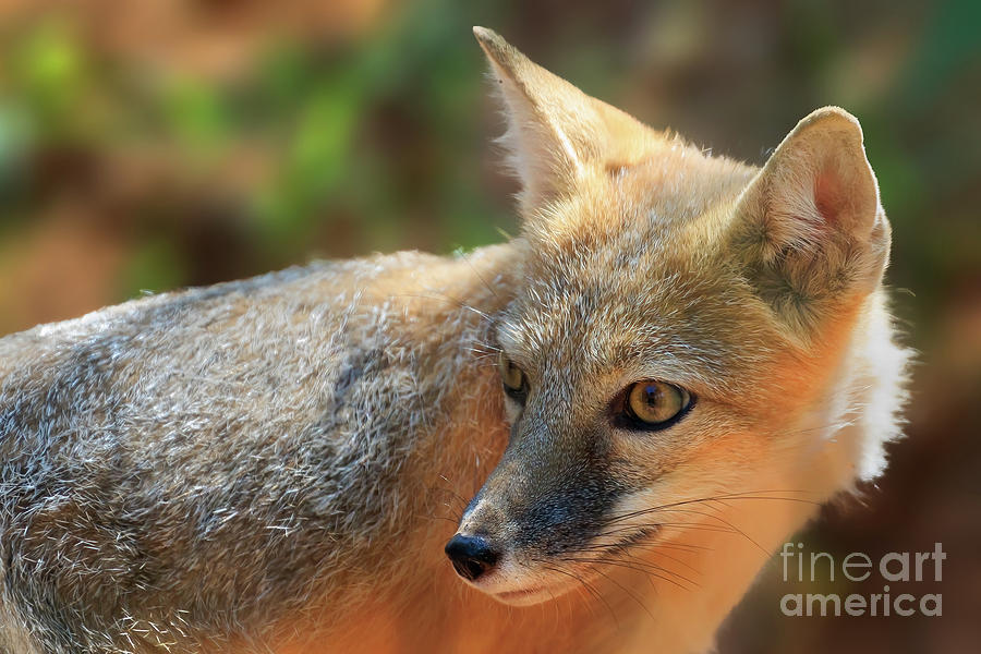Swift Fox Portrait Photograph by Richard Smith