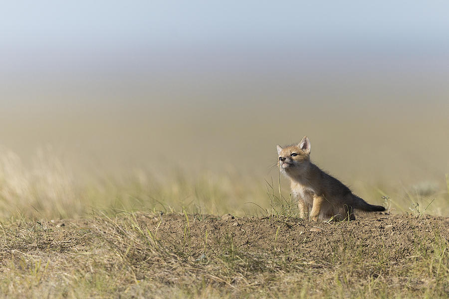 Swift Fox Pup Chewing Grass Photograph by Colleen Gara