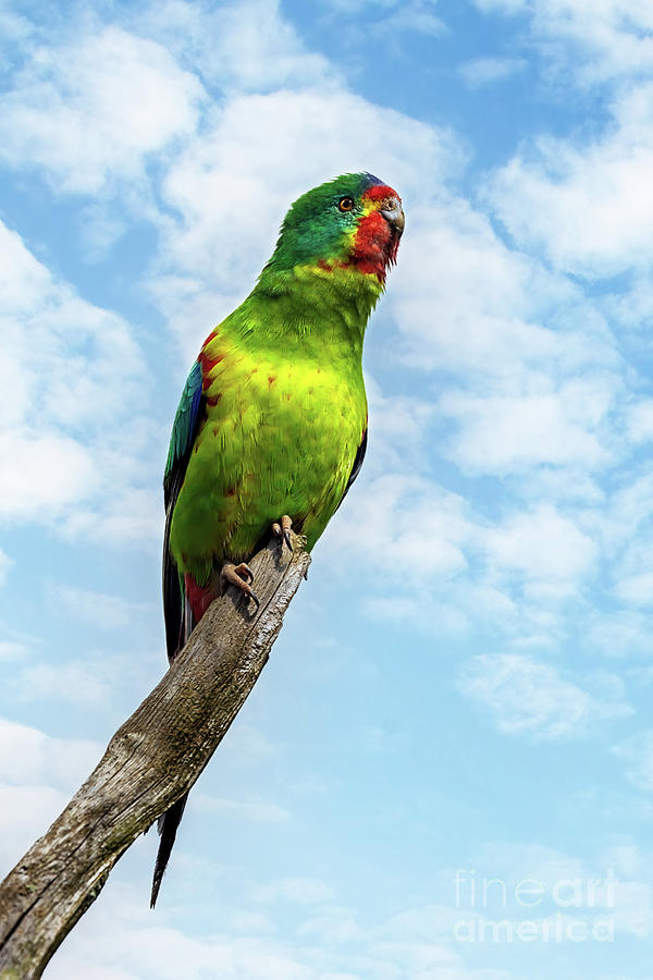 Swift parrot perched on a branch against a summer sky background. The critically endangered species is endemic to Tasmania Photograph by Jane Rix