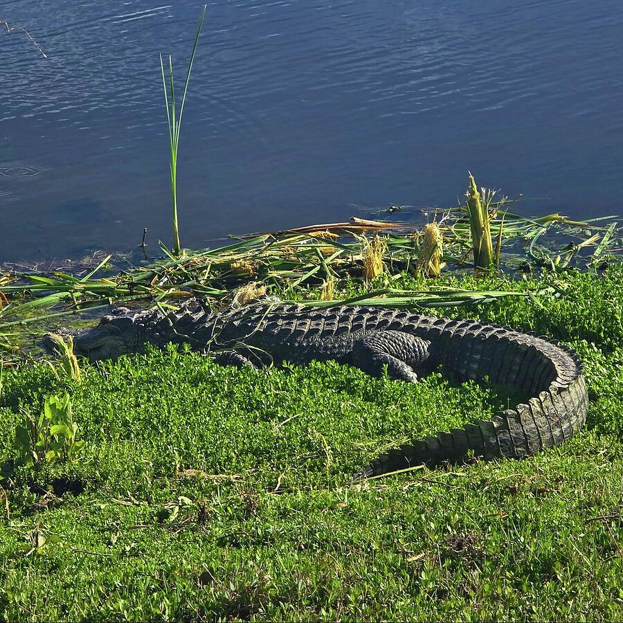 Alligator Photograph - Swim Shady, American Alligator in Mobbly Bayou, 3/19/24 by Chase Harris