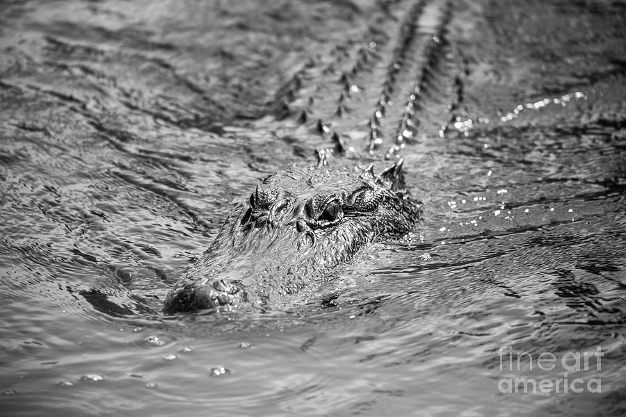 Swimming Alligator Photograph