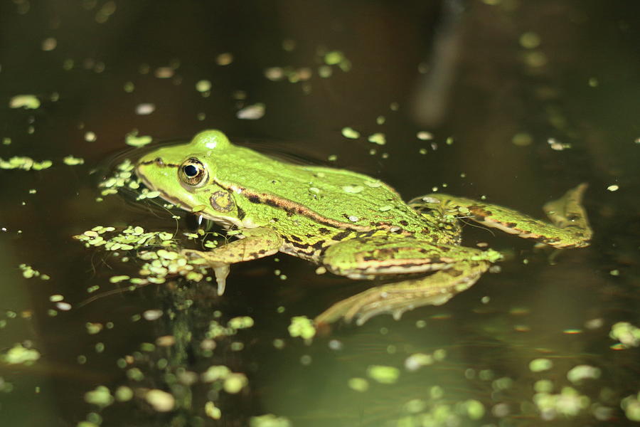 Swimming Around Green Frog Photograph by Russell Hinckley