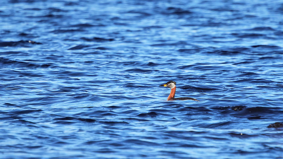 Swimming  between the waves. Red-necked Grebe Photograph by Jouko Lehto