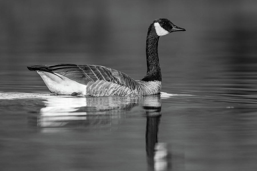 Swimming Canada Goose Photograph by Mike Fusaro