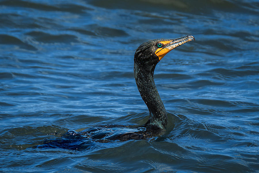 Swimming Cormorant Photograph by Stuart Litoff