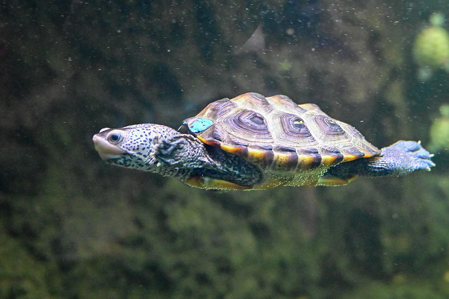 Swimming Diamondback Terrapin Photograph by Ed Stokes - Fine Art America