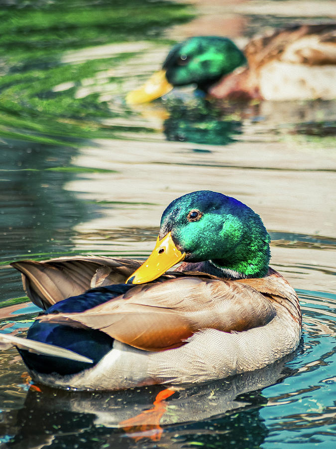 Swimming Ducks in a Pool - Oil Painting Style Photograph by Rachel Morrison