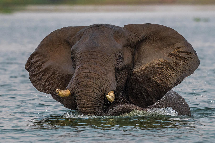 Swimming Elephant Photograph by Bill Cubitt