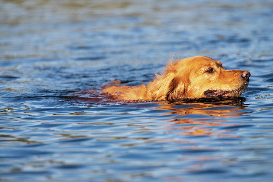 Swimming Golden Photograph by Mike Lee