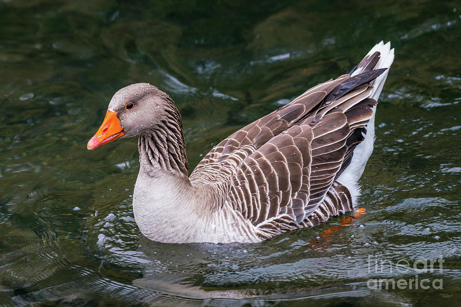 Swimming Greylag Goose Photograph by Jennifer White