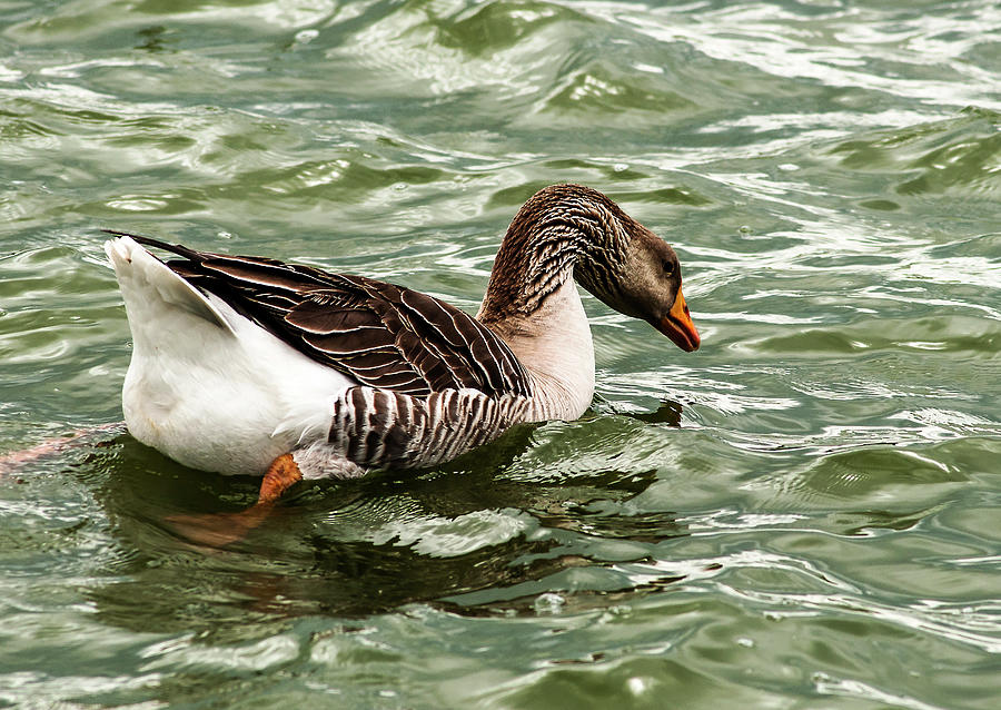 Swimming Greylags Goose Photograph