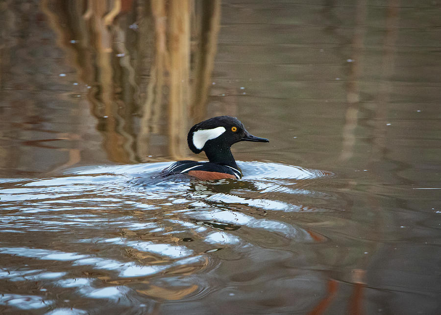 Swimming Hooded Merganser Photograph by Chad Meyer