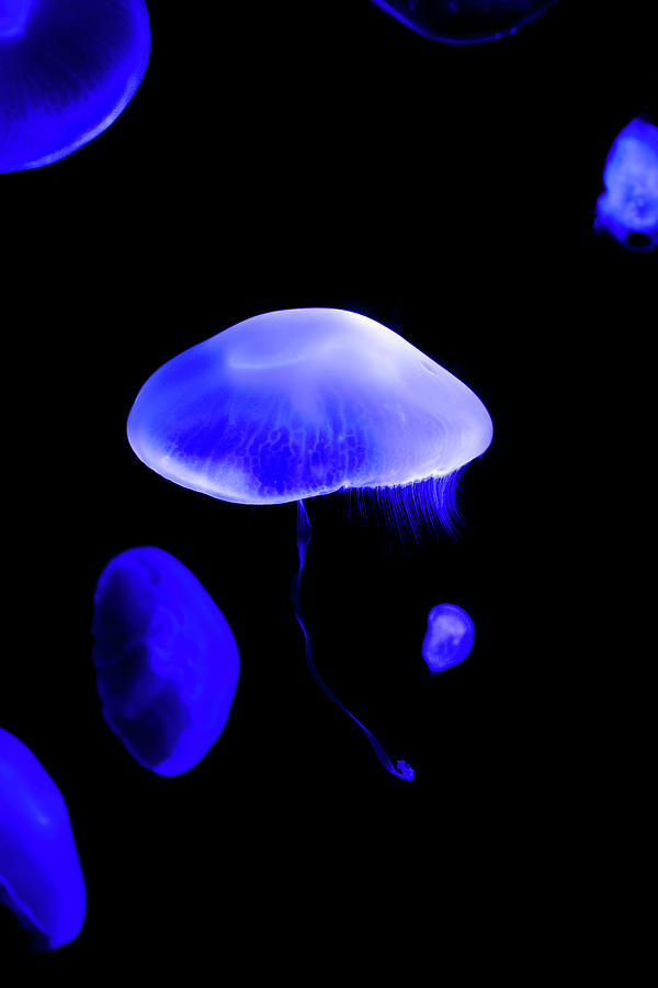 Swimming Jellyfish Photograph by Mark Andrew Thomas