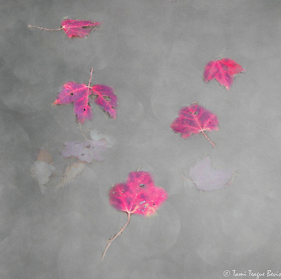 Swimming Leaves Photograph By Tami Bevis   Fine Art America