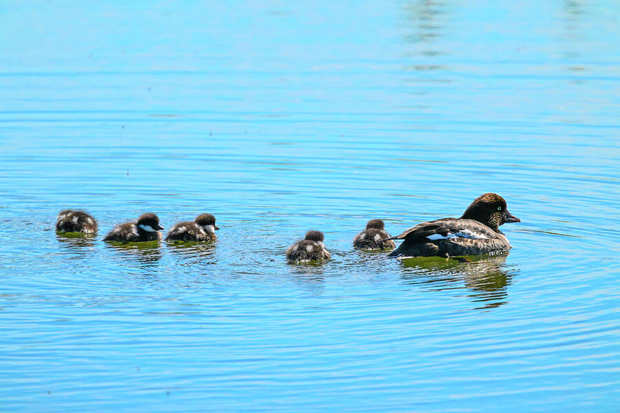 Swimming Lessons Photograph by Harry Banks Swimming Lessons Photograph by Harry Banks