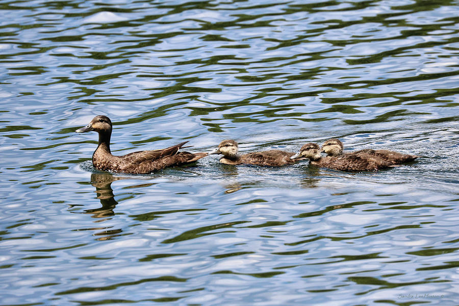 Swimming Lessons Photograph by Sandra Huston - Fine Art America