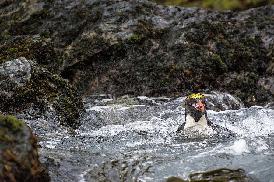 Swimming Macaroni Penguin Photograph by Linda Villers