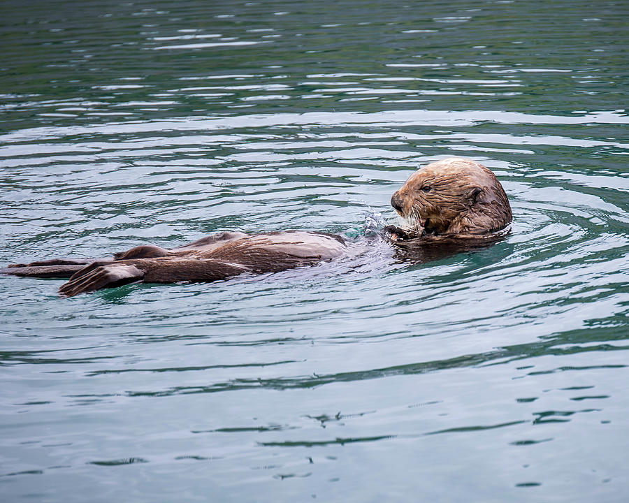 Swimming Otter In Alaska Photograph