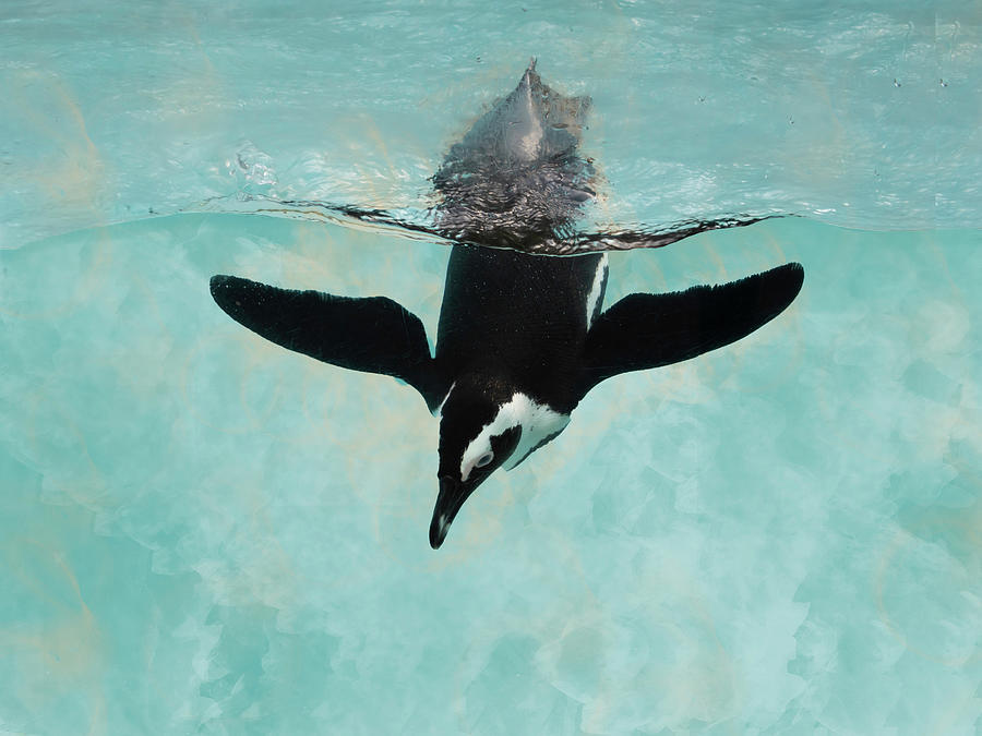 Swimming Penguin Photograph by Pamela Williams