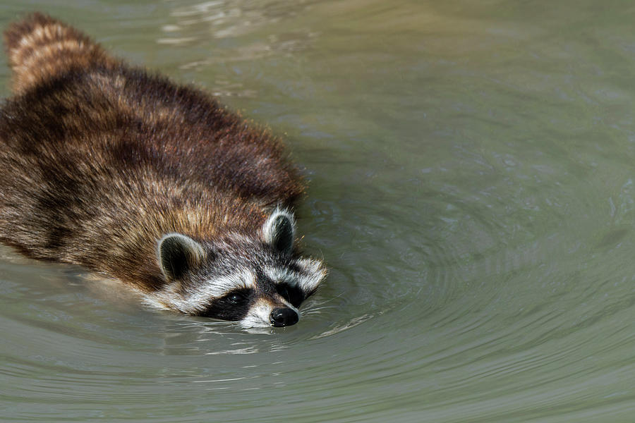 Swimming Raccoon Photograph by Arterra Picture Library