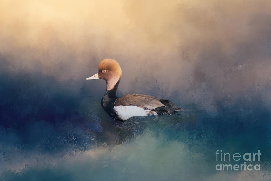 Duck Mixed Media - Swimming Red Crested Pochard 01 by Elisabeth Lucas