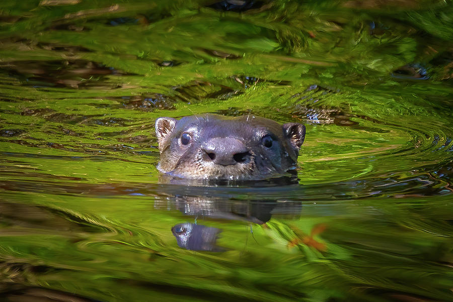 Swimming River Otter  Photograph by Mark Andrew Thomas