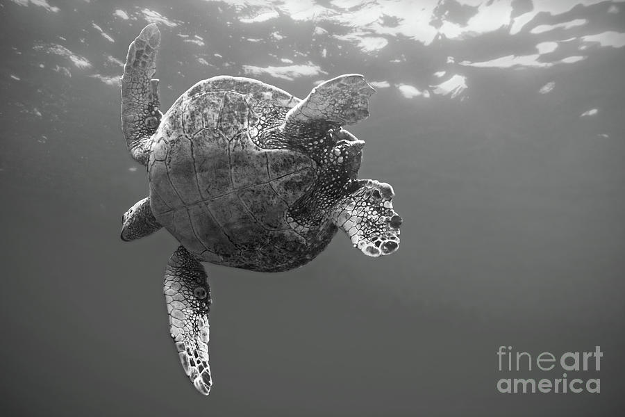 Black And White Photograph - Swimming Sea Turtle in Black and White by Paul Topp