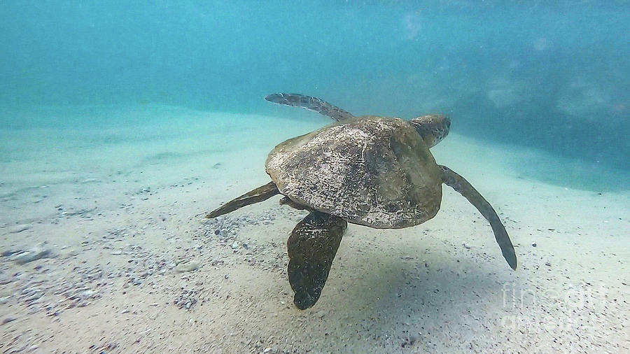 Swimming Sea Turtle Photograph by Jennifer Ludlum
