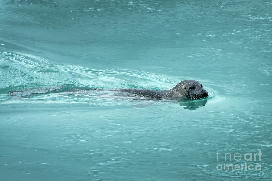 Swimming seal, Iceland Photograph by Delphimages Photo Creations