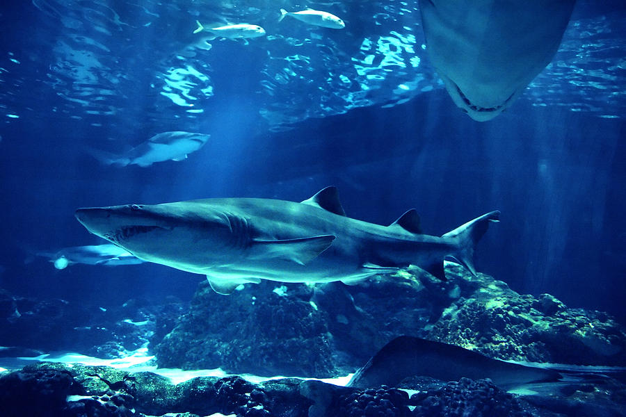 Swimming Sharks Photograph by Imagedepotpro