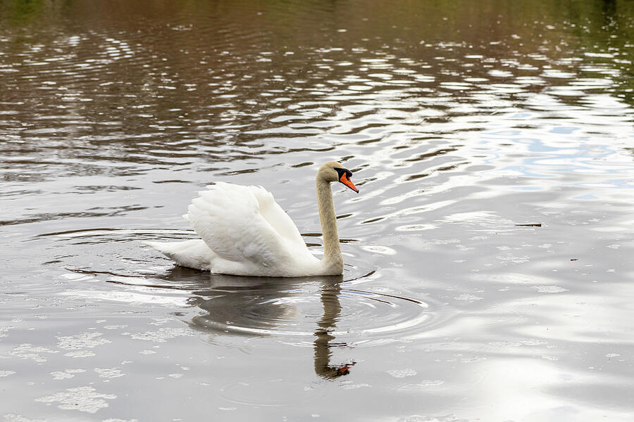Swimming Swan Photograph by Tanya C Smith