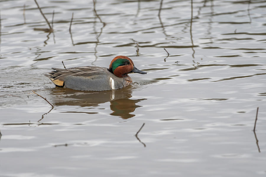 Swimming Teal Male Photograph by Robert Potts