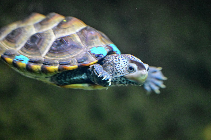 Swimming terrapin Photograph by Ed Stokes | Fine Art America