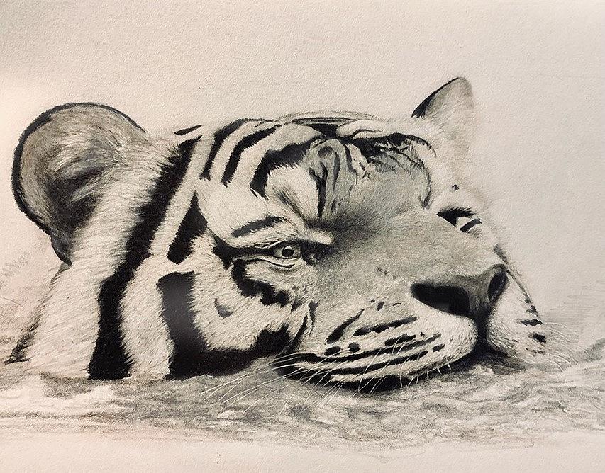 Swimming Tiger Drawing by Kate Huber Fine Art America