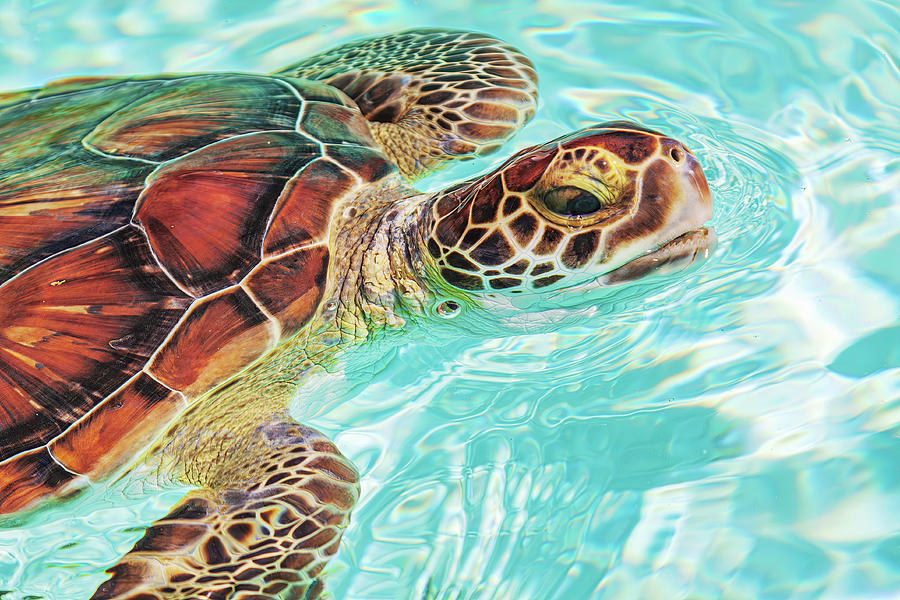 Swimming turtle Photograph by Tatiana Travelways
