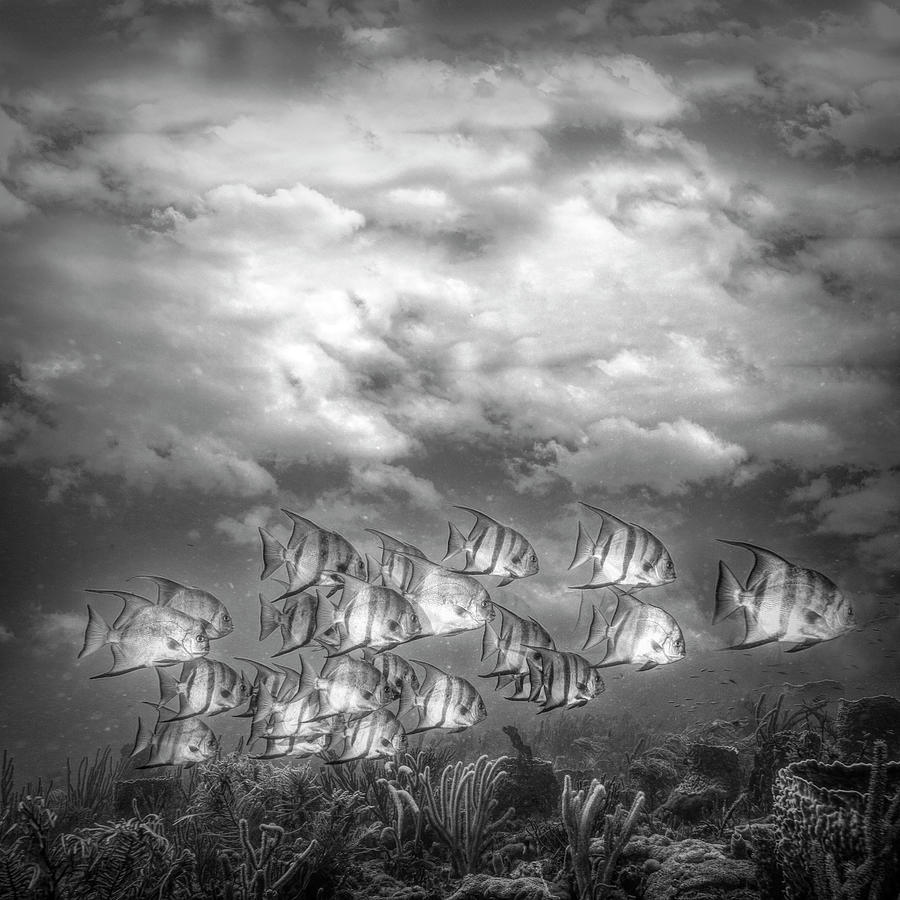 Swimming under the Clouds in Black and White Photograph by Debra and Dave Vanderlaan