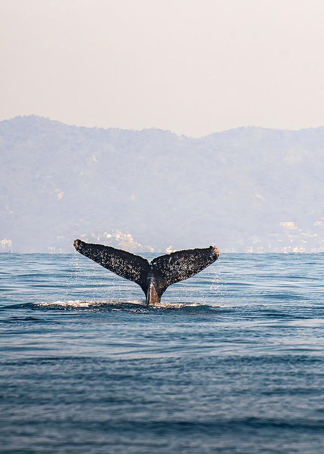 Swimming Whale Goodbye Digital Art by Towery Hill - Fine Art America