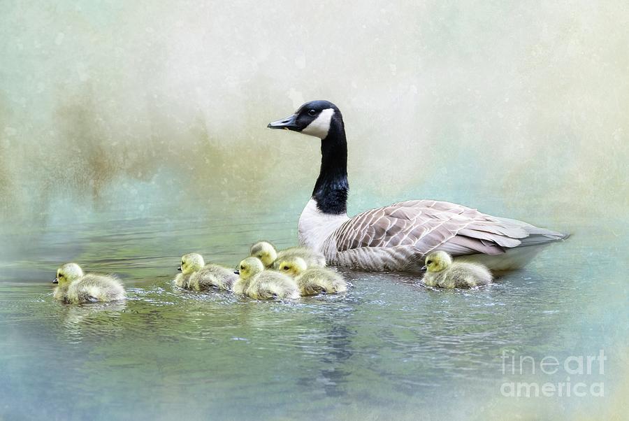 Swimming With Mom Photograph by Eva Lechner