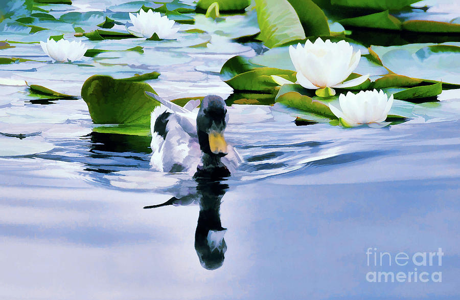  Mallard Duck Swimming with the Water Lillies  Painting by Elaine Manley
