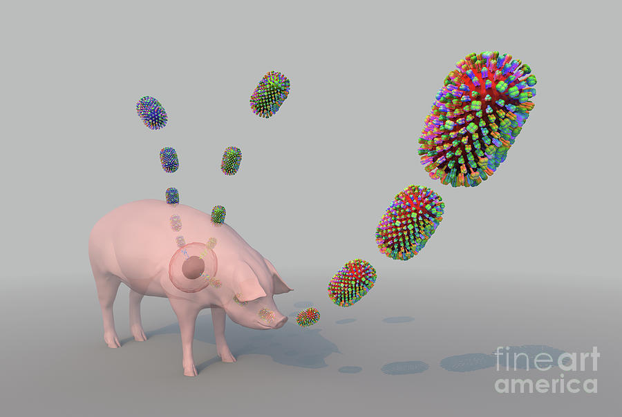 Swine Flu Viral Reassortment In A Pig Digital Art by Russell Kightley