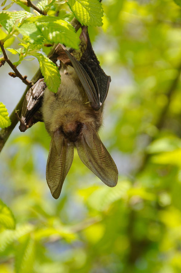 Swinging bat Photograph by Bazza1960 Swinging bat Photograph by Bazza1960