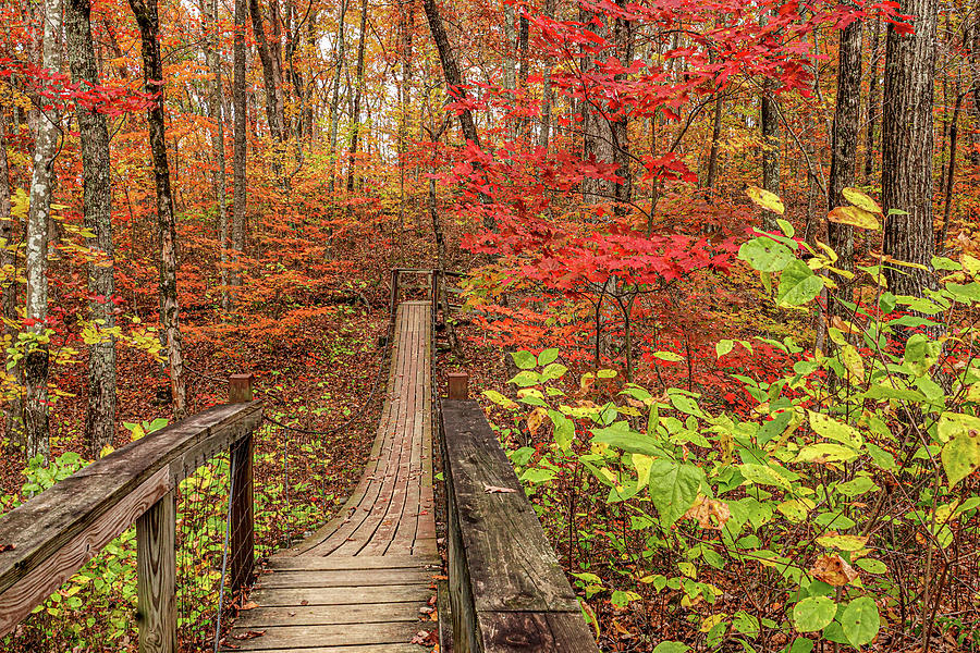 Swinging Bridge in Autumn Photograph by Tom and Pat Cory