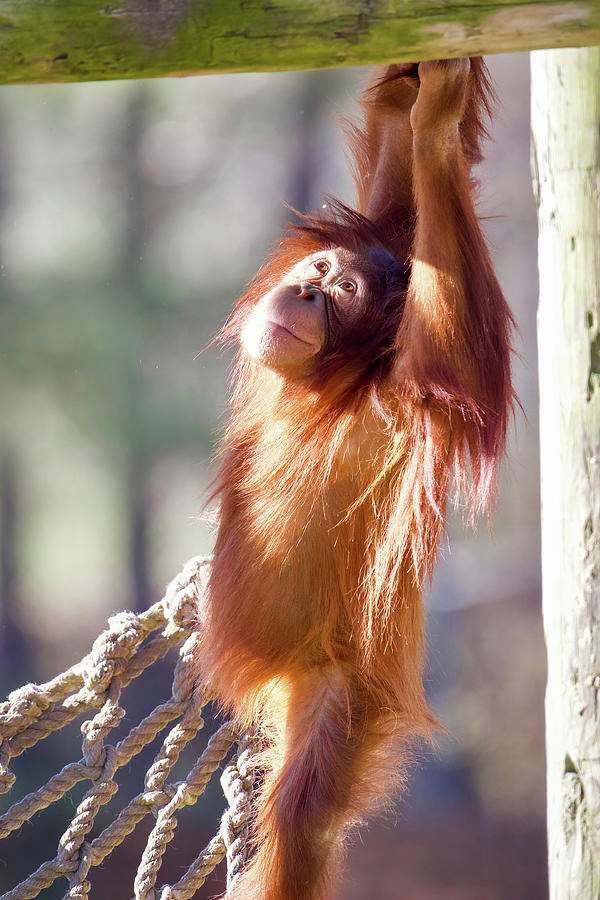 Swinging Orangutan Photograph by Rachel Morrison