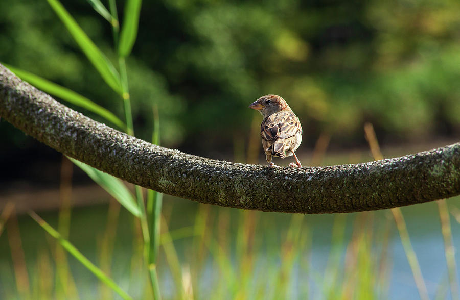 Swinging Sparrow Photograph by Karol Livote