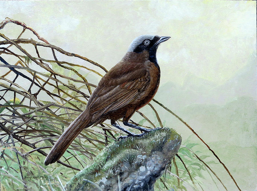 Babblers Painting - Swinhoes Laughingthrush,  by Barry Kent MacKay