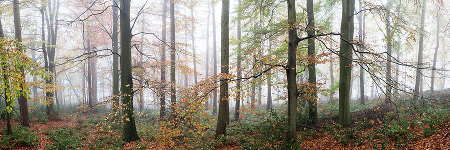 Swinsty woodland in autumn yorkshire dales 2 Photograph by Sonny Ryse