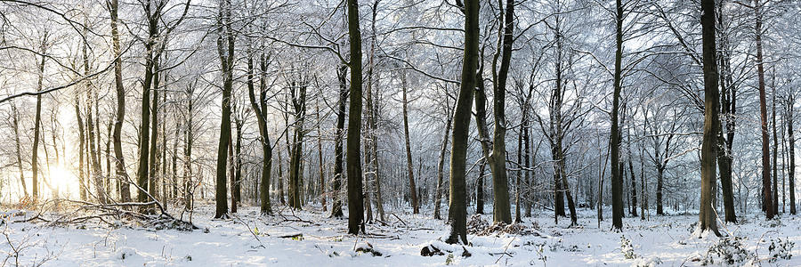 Swinsty woodland in winter Yorkshire Dales Photograph by Sonny Ryse